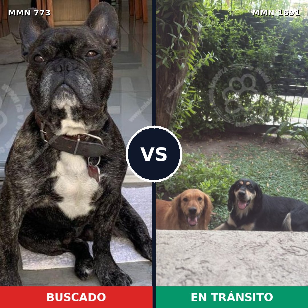 Comparativa MMS 36979: mascota perdida y mascota encontrada, 52% de similitud
