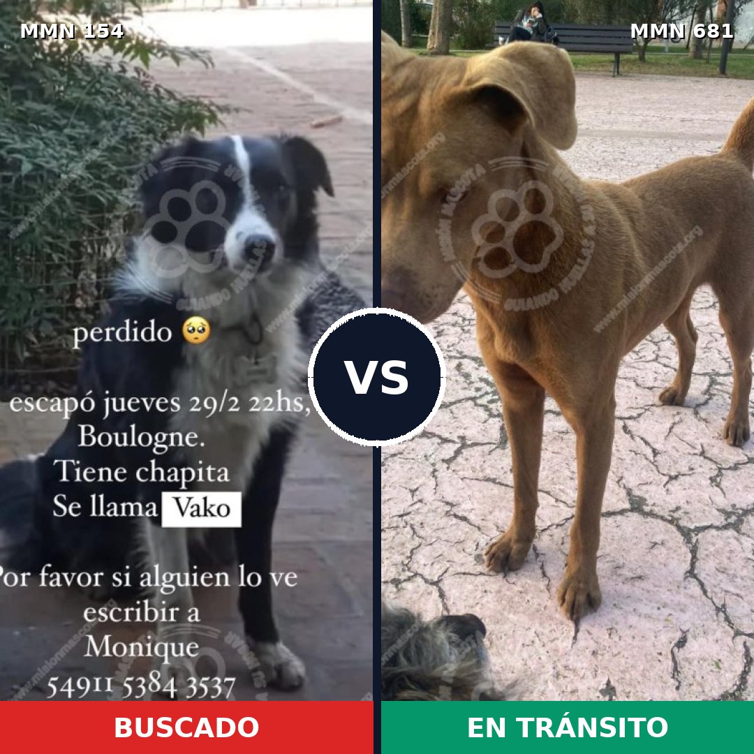Comparativa MMS 3698: mascota perdida y mascota encontrada, 8% de similitud