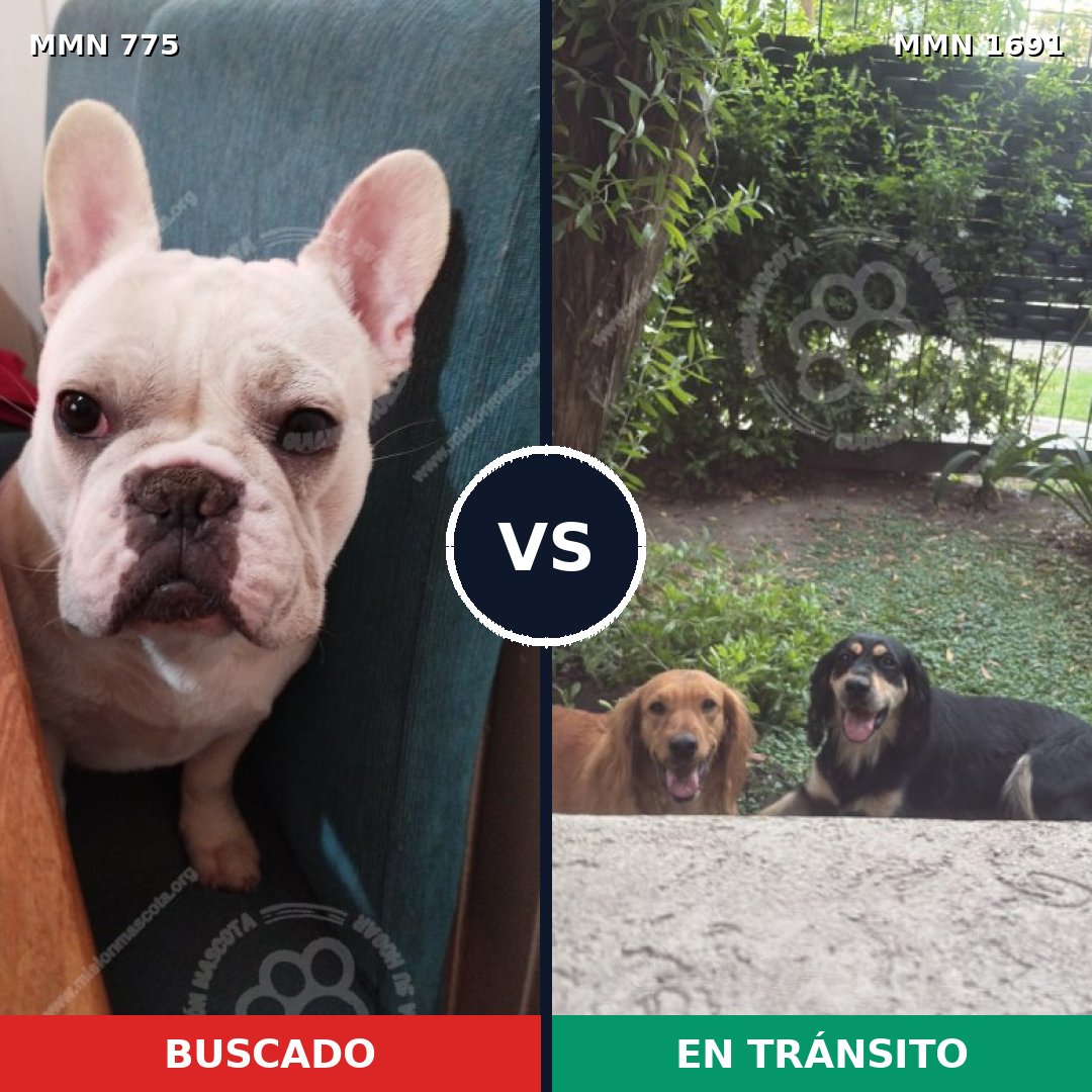 Comparativa MMS 36980: mascota perdida y mascota encontrada, 41% de similitud