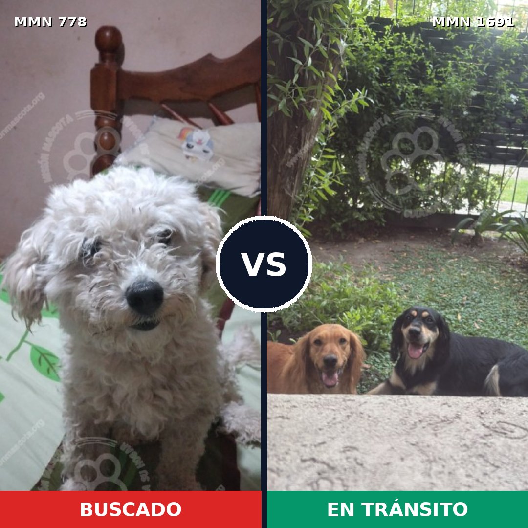 Comparativa MMS 36981: mascota perdida y mascota encontrada, 40% de similitud