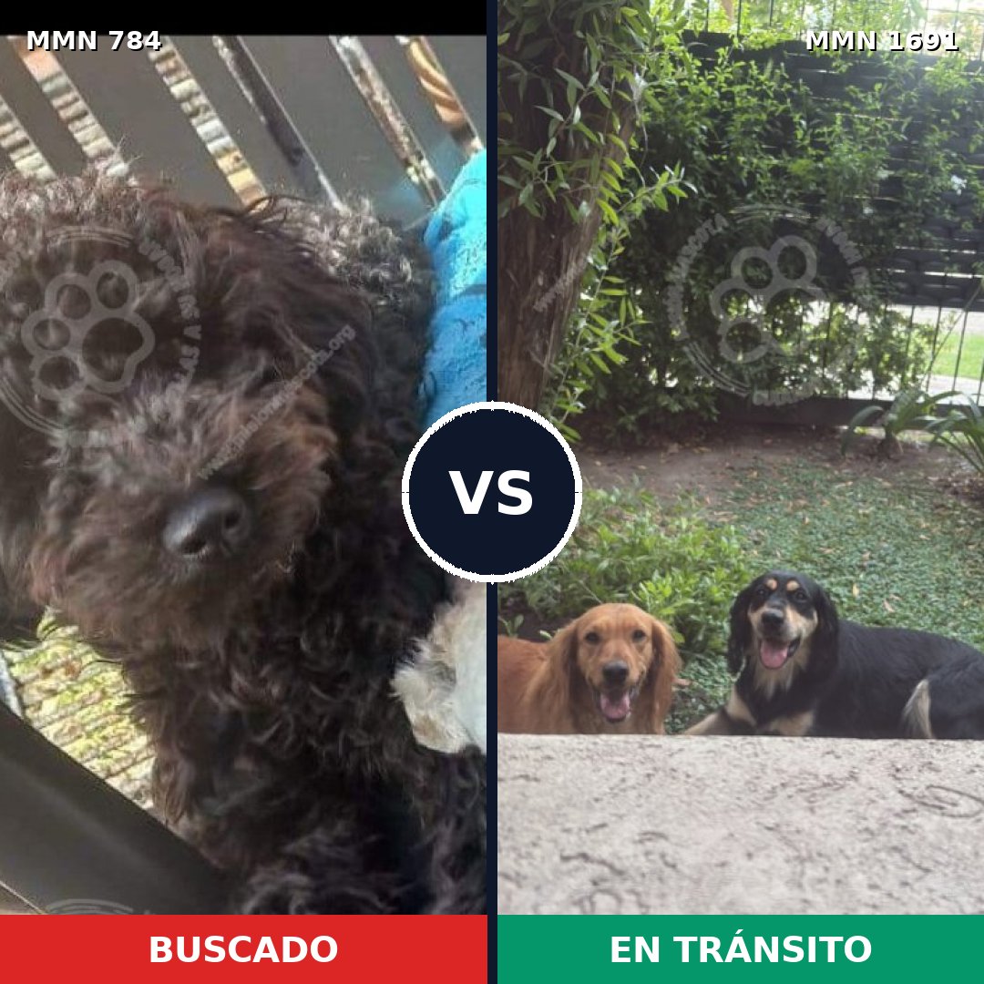 Comparativa MMS 36982: mascota perdida y mascota encontrada, 50% de similitud