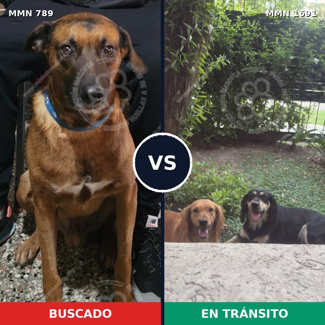 Comparativa MMS 36983: mascota perdida y mascota encontrada, 60% de similitud