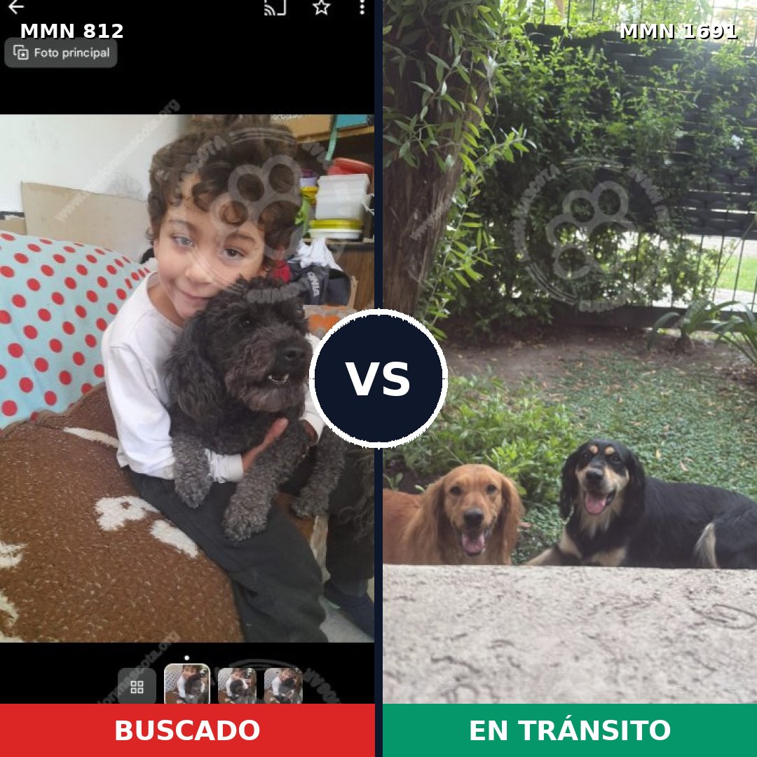 Comparativa MMS 36985: mascota perdida y mascota encontrada, 43% de similitud