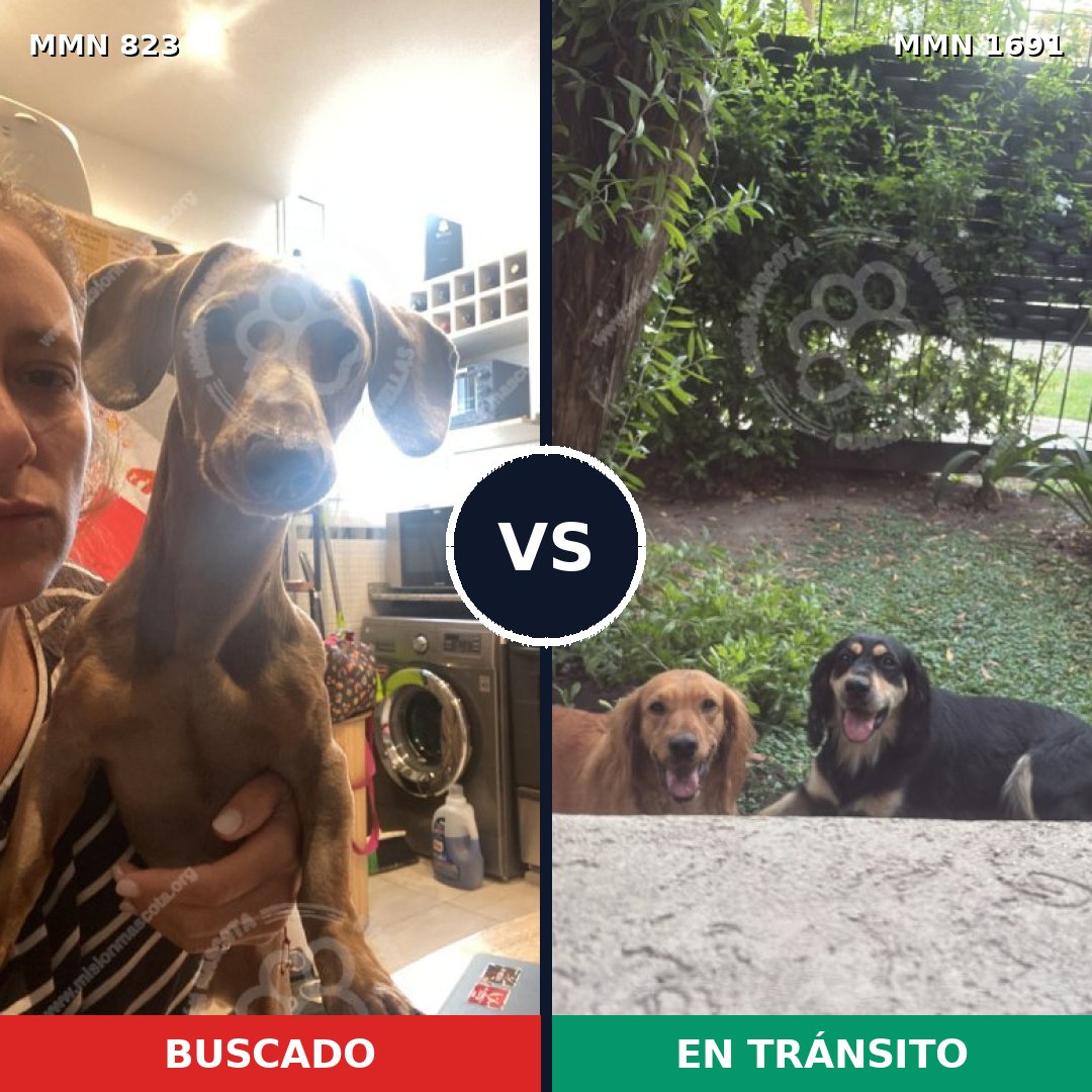 Comparativa MMS 36987: mascota perdida y mascota encontrada, 34% de similitud