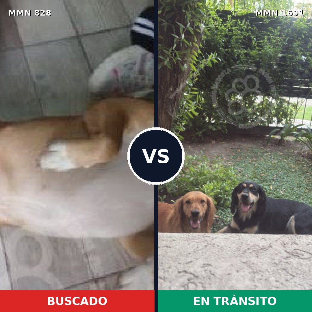Comparativa MMS 36988: mascota perdida y mascota encontrada, 74% de similitud
