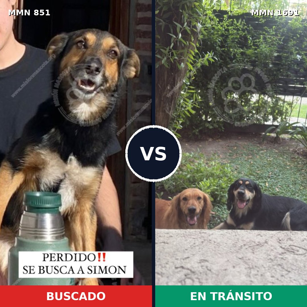 Comparativa MMS 36989: mascota perdida y mascota encontrada, 82% de similitud