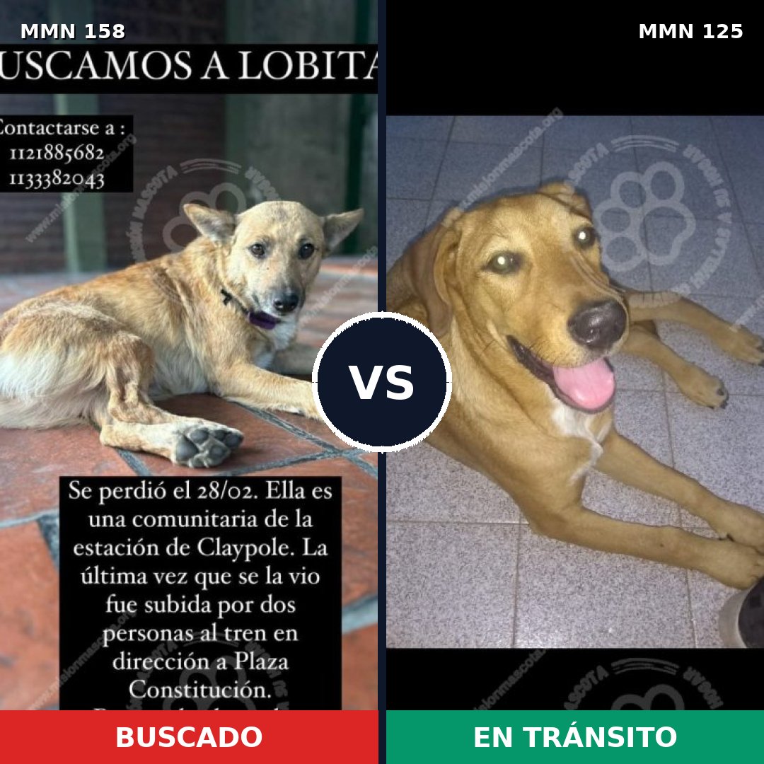 Comparativa MMS 3699: mascota perdida y mascota encontrada, 67% de similitud