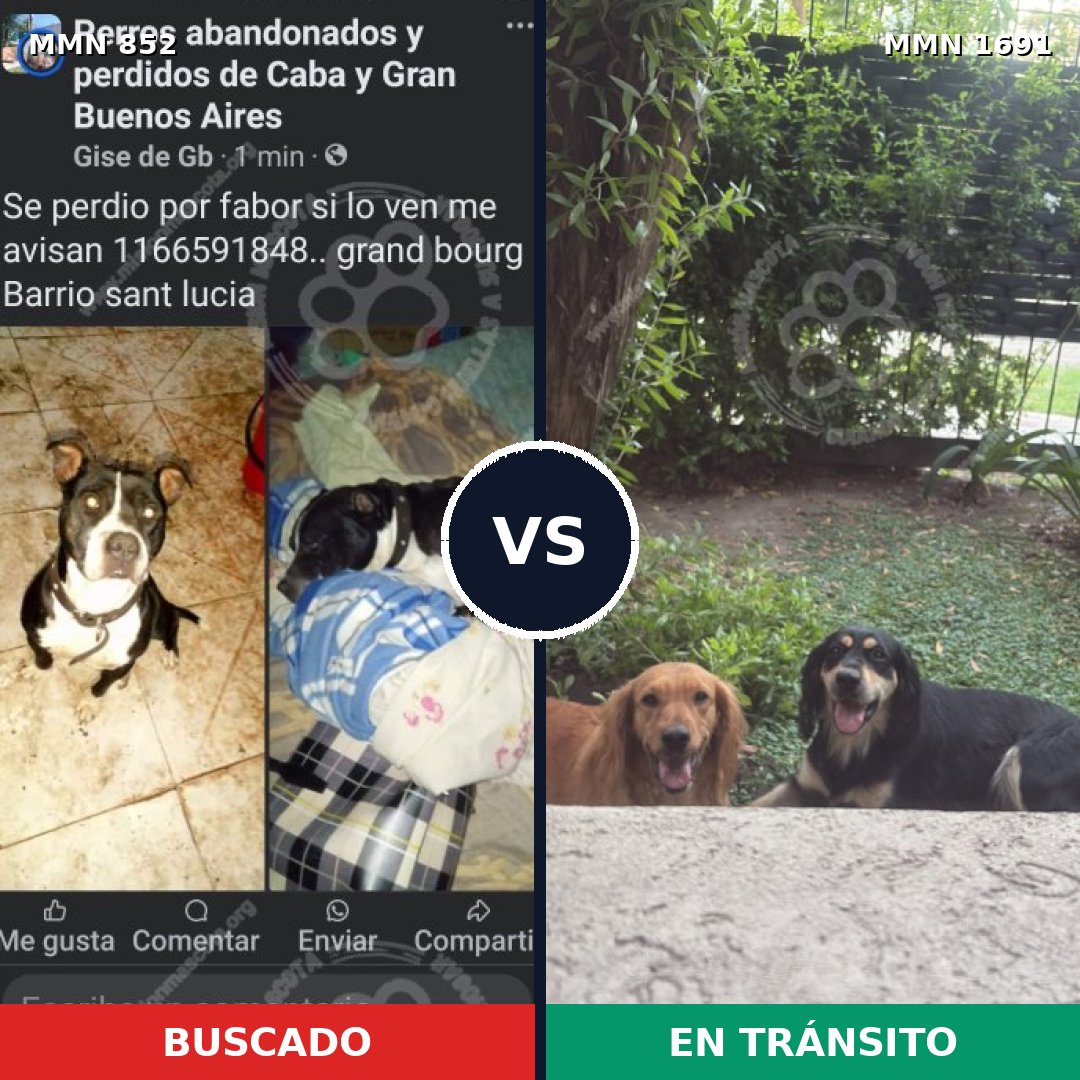 Comparativa MMS 36990: mascota perdida y mascota encontrada, 54% de similitud