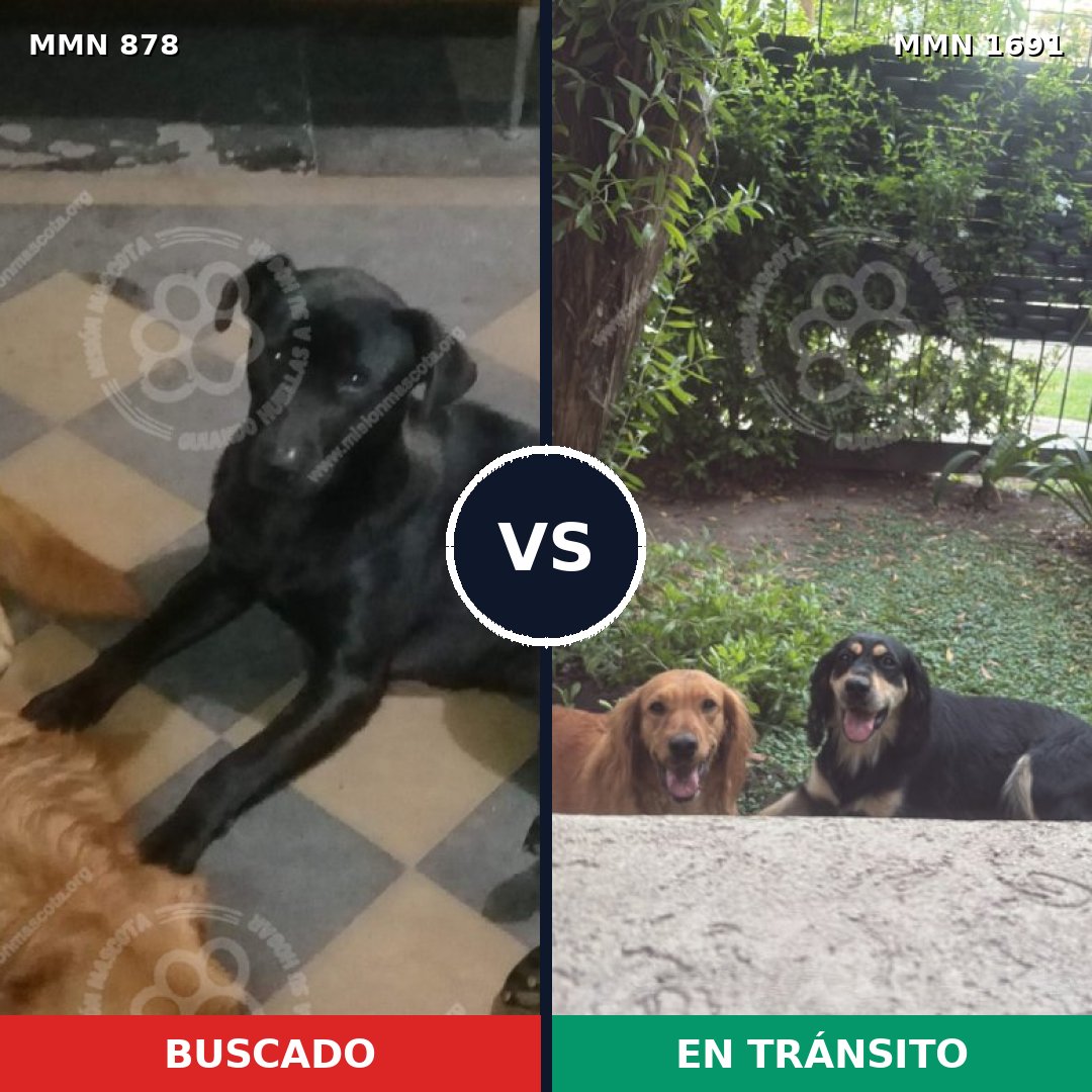 Comparativa MMS 36991: mascota perdida y mascota encontrada, 61% de similitud