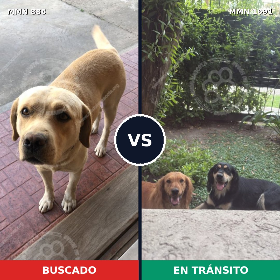 Comparativa MMS 36992: mascota perdida y mascota encontrada, 43% de similitud