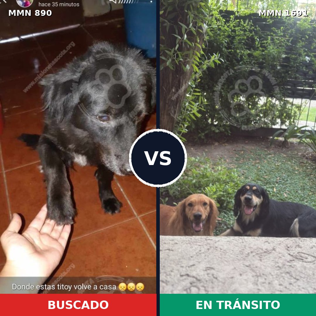 Comparativa MMS 36994: mascota perdida y mascota encontrada, 49% de similitud