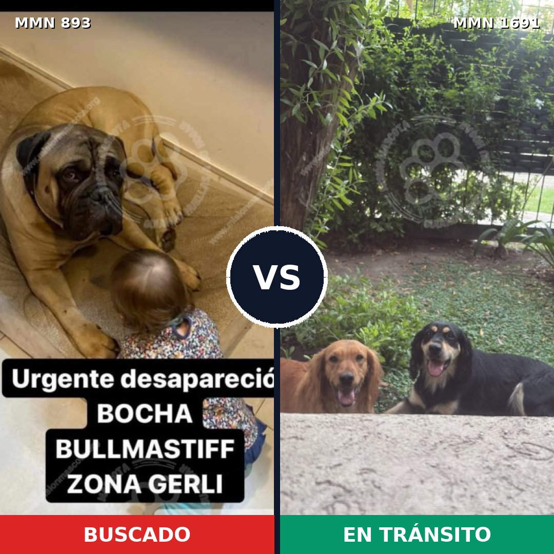 Comparativa MMS 36995: mascota perdida y mascota encontrada, 33% de similitud