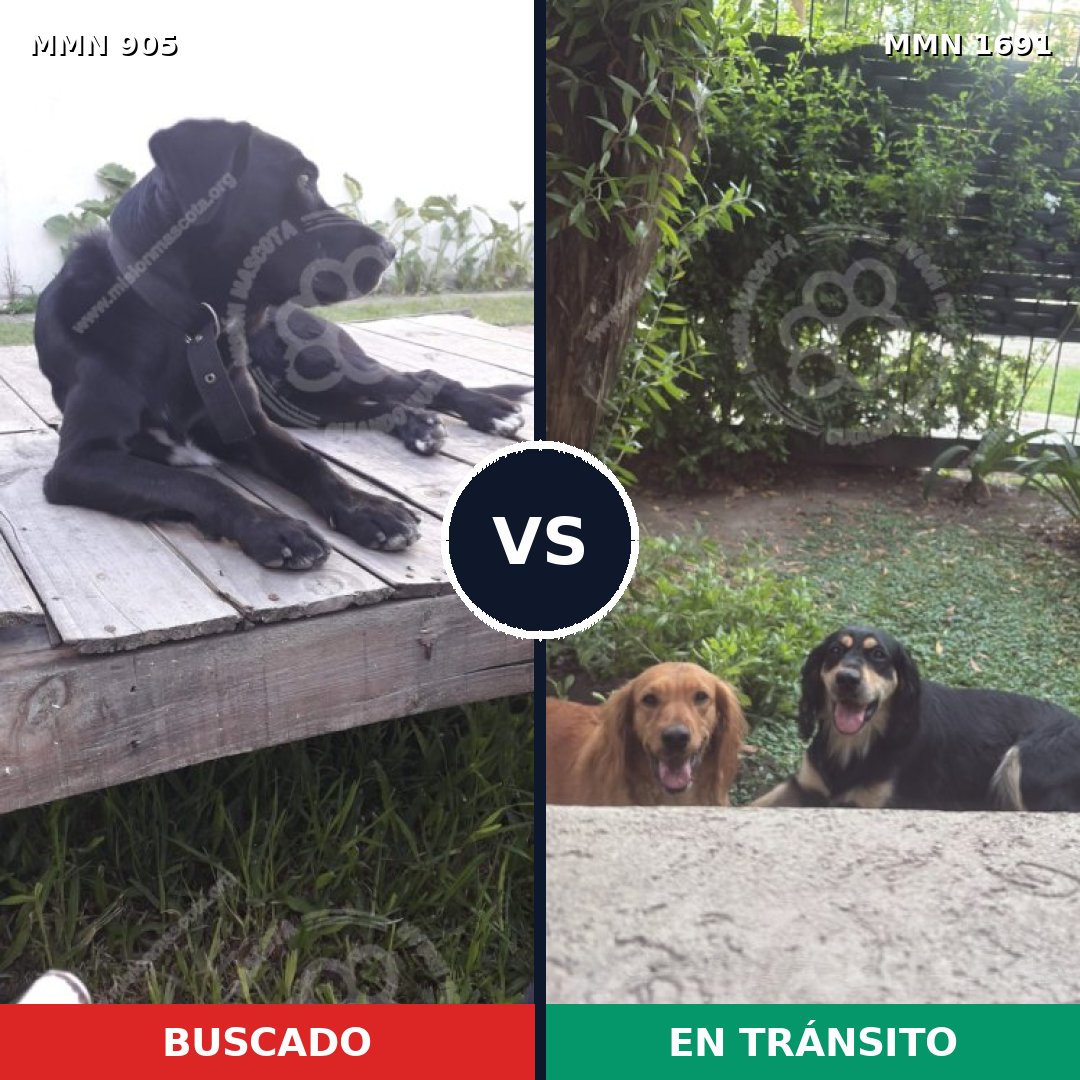 Comparativa MMS 36996: mascota perdida y mascota encontrada, 86% de similitud