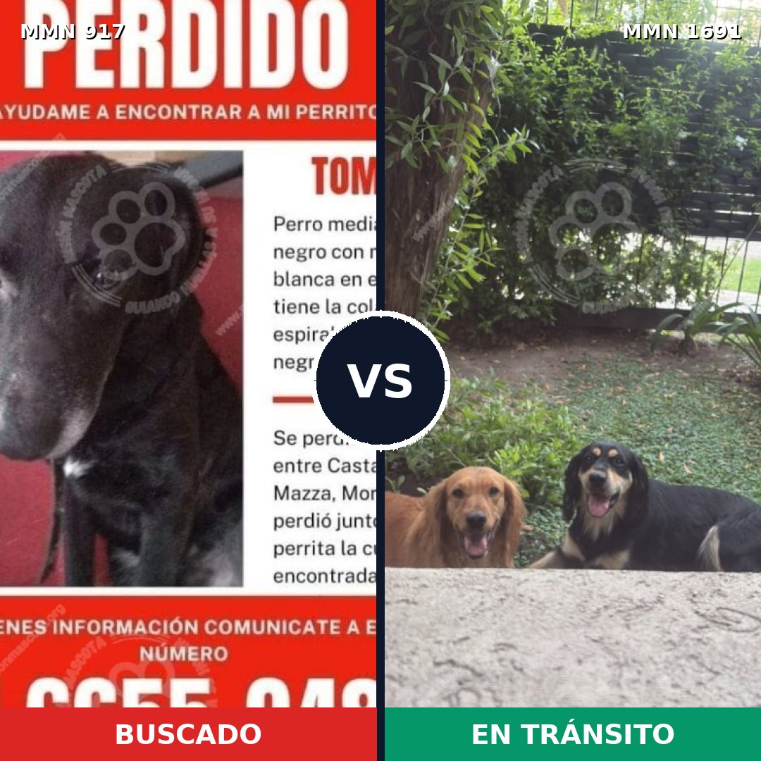 Comparativa MMS 36997: mascota perdida y mascota encontrada, 60% de similitud