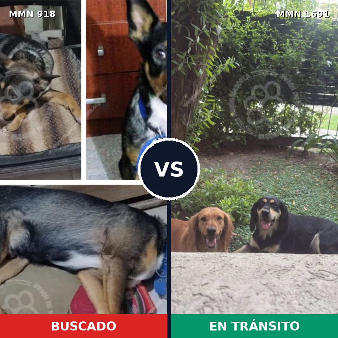 Comparativa MMS 36998: mascota perdida y mascota encontrada, 44% de similitud