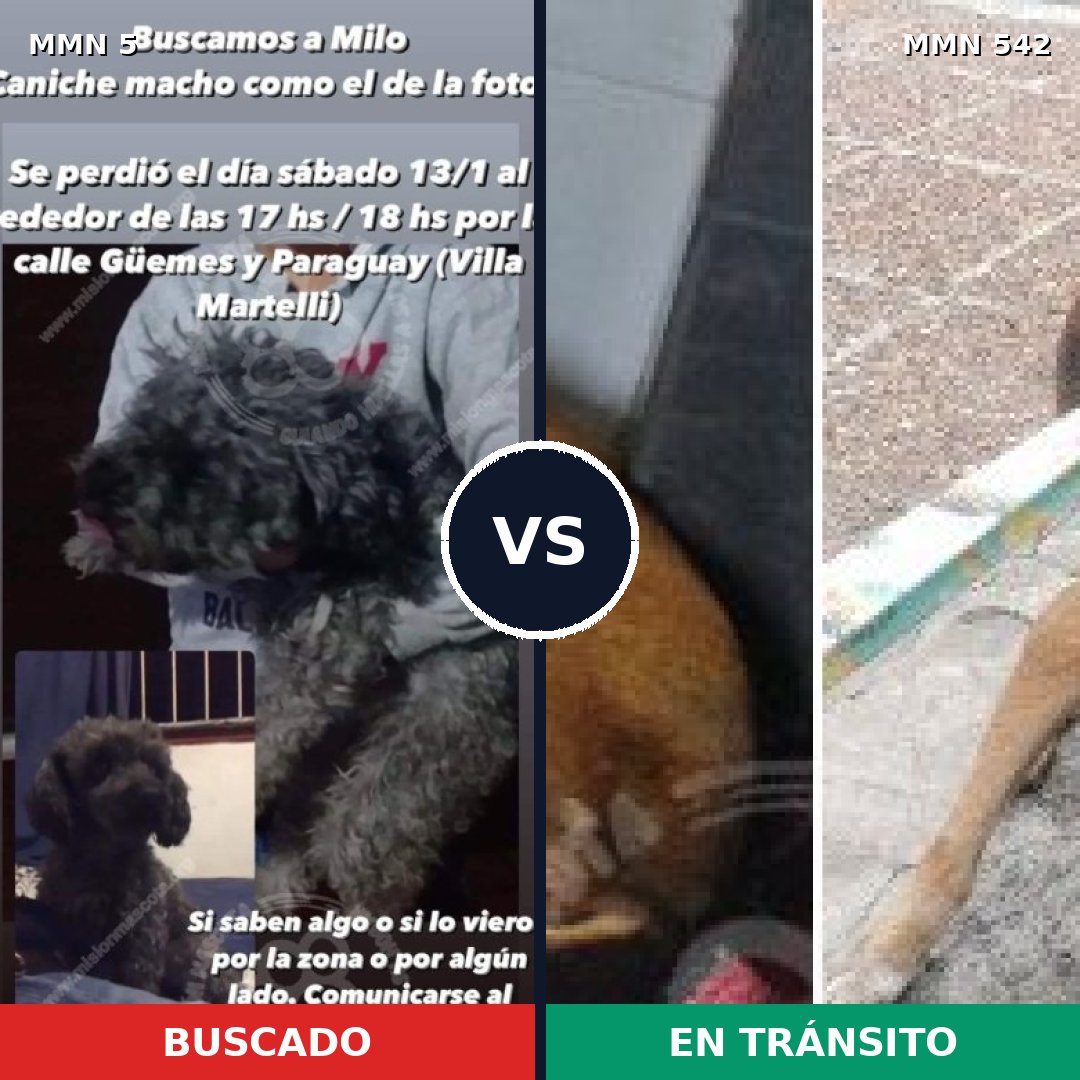 Comparativa MMS 370: mascota perdida y mascota encontrada, 27% de similitud