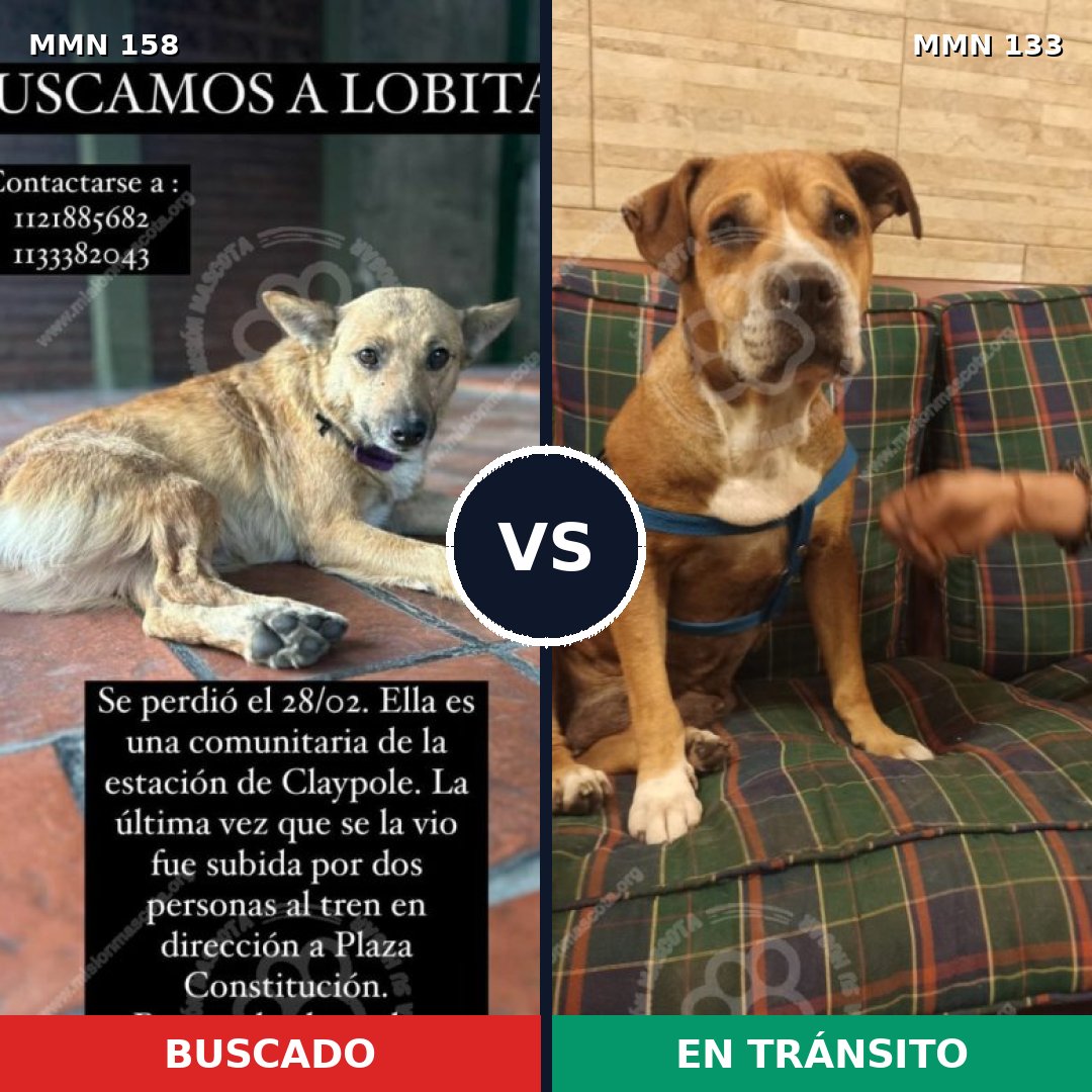 Comparativa MMS 3700: mascota perdida y mascota encontrada, 72% de similitud