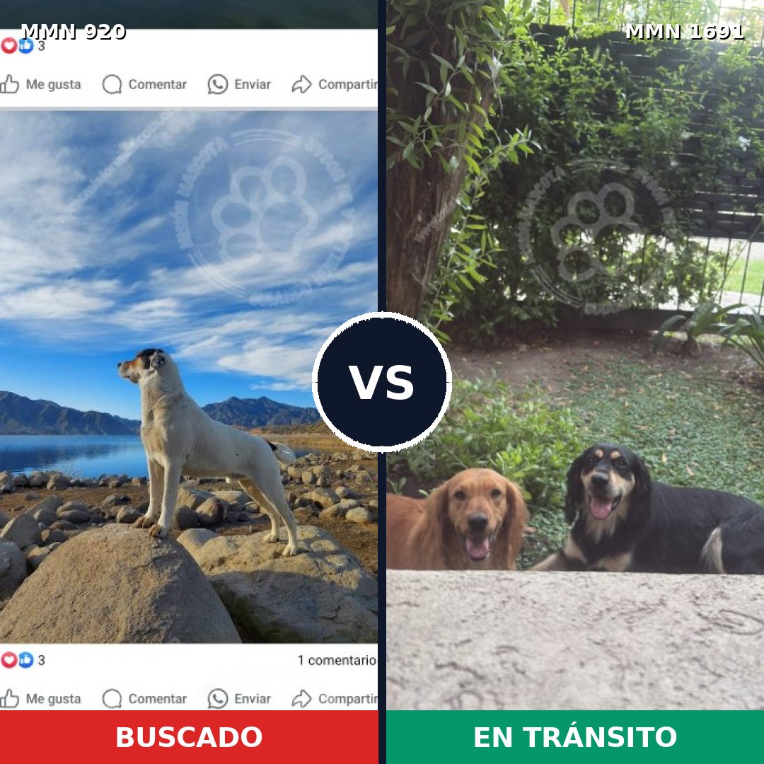 Comparativa MMS 37000: mascota perdida y mascota encontrada, 26% de similitud