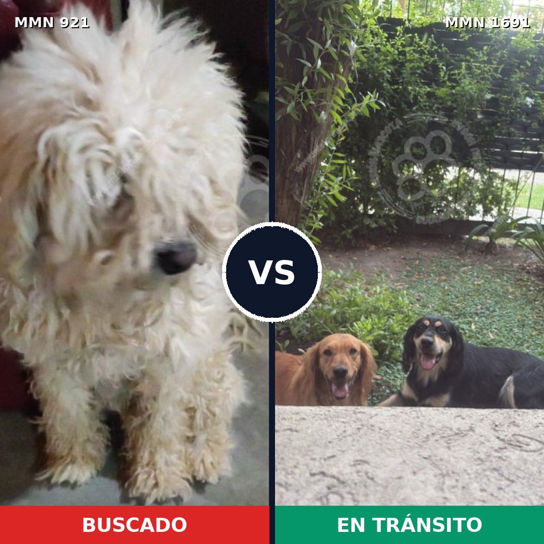 Comparativa MMS 37001: mascota perdida y mascota encontrada, 31% de similitud