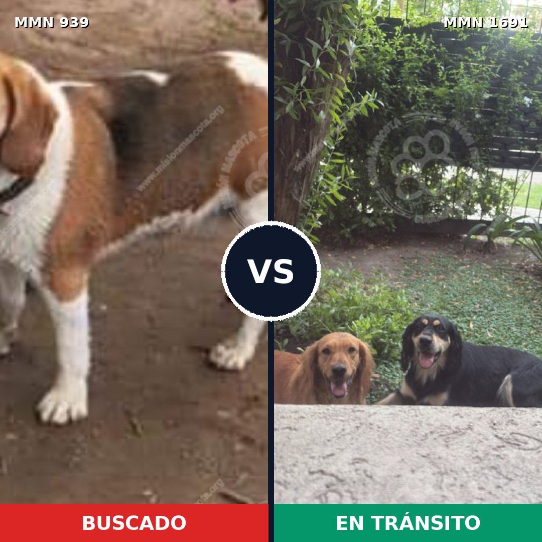 Comparativa MMS 37002: mascota perdida y mascota encontrada, 42% de similitud
