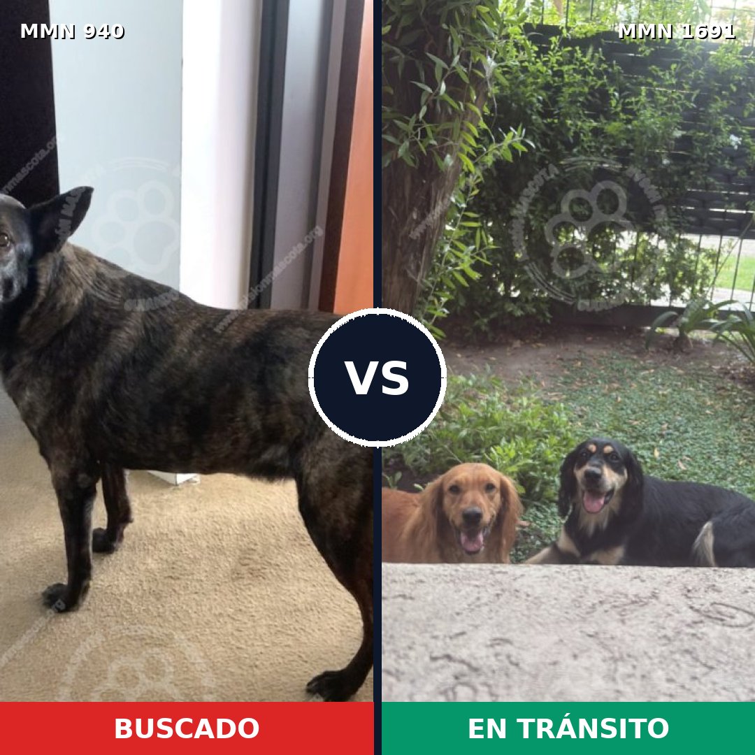 Comparativa MMS 37003: mascota perdida y mascota encontrada, 58% de similitud