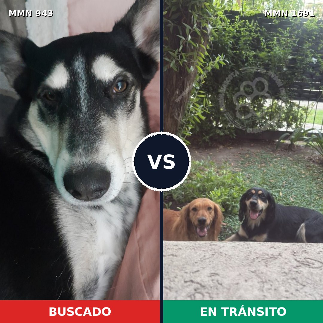 Comparativa MMS 37004: mascota perdida y mascota encontrada, 75% de similitud