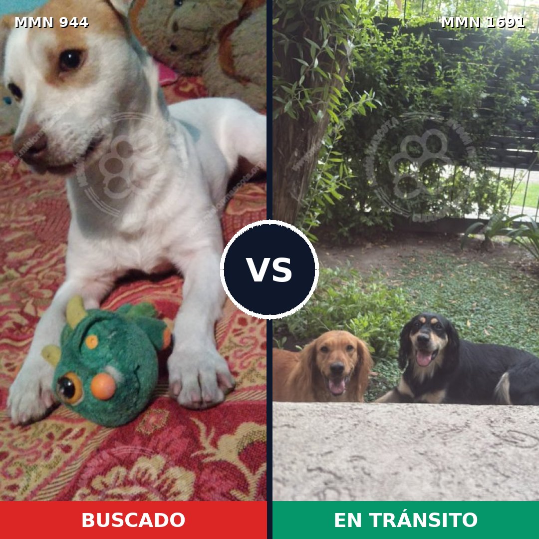 Comparativa MMS 37005: mascota perdida y mascota encontrada, 63% de similitud