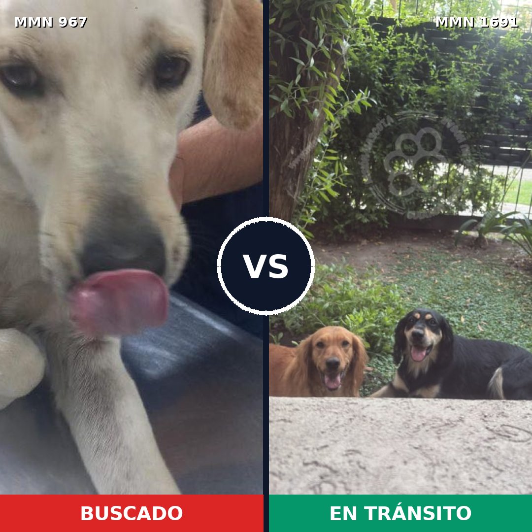 Comparativa MMS 37006: mascota perdida y mascota encontrada, 68% de similitud