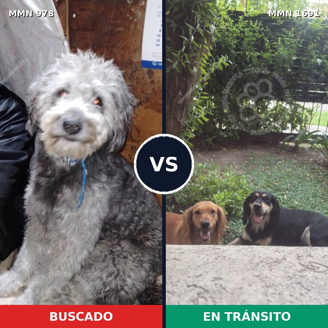 Comparativa MMS 37007: mascota perdida y mascota encontrada, 52% de similitud