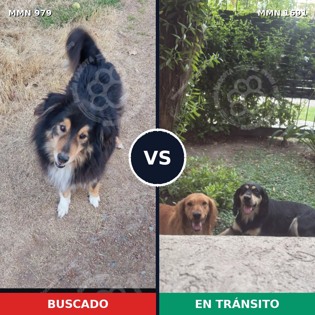 Comparativa MMS 37008: mascota perdida y mascota encontrada, 46% de similitud
