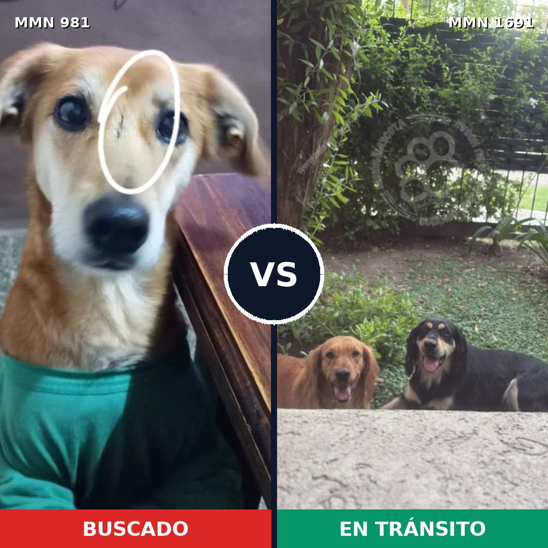 Comparativa MMS 37009: mascota perdida y mascota encontrada, 74% de similitud