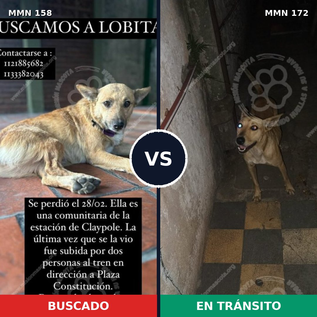 Comparativa MMS 3701: mascota perdida y mascota encontrada, 61% de similitud
