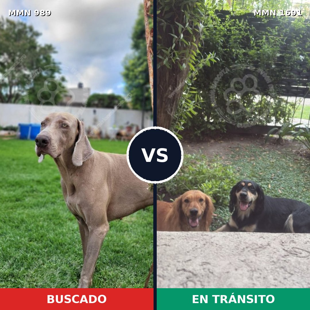Comparativa MMS 37010: mascota perdida y mascota encontrada, 39% de similitud