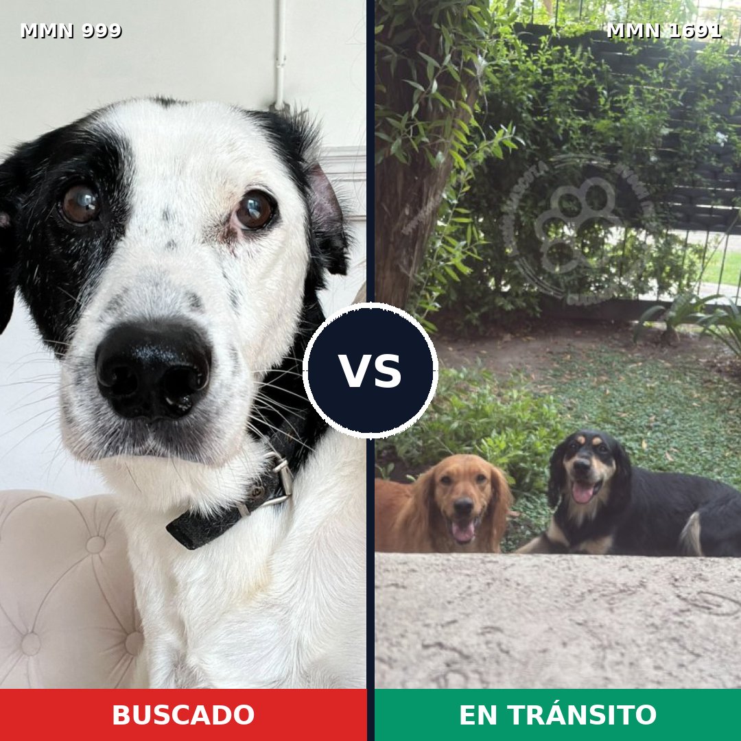 Comparativa MMS 37011: mascota perdida y mascota encontrada, 52% de similitud