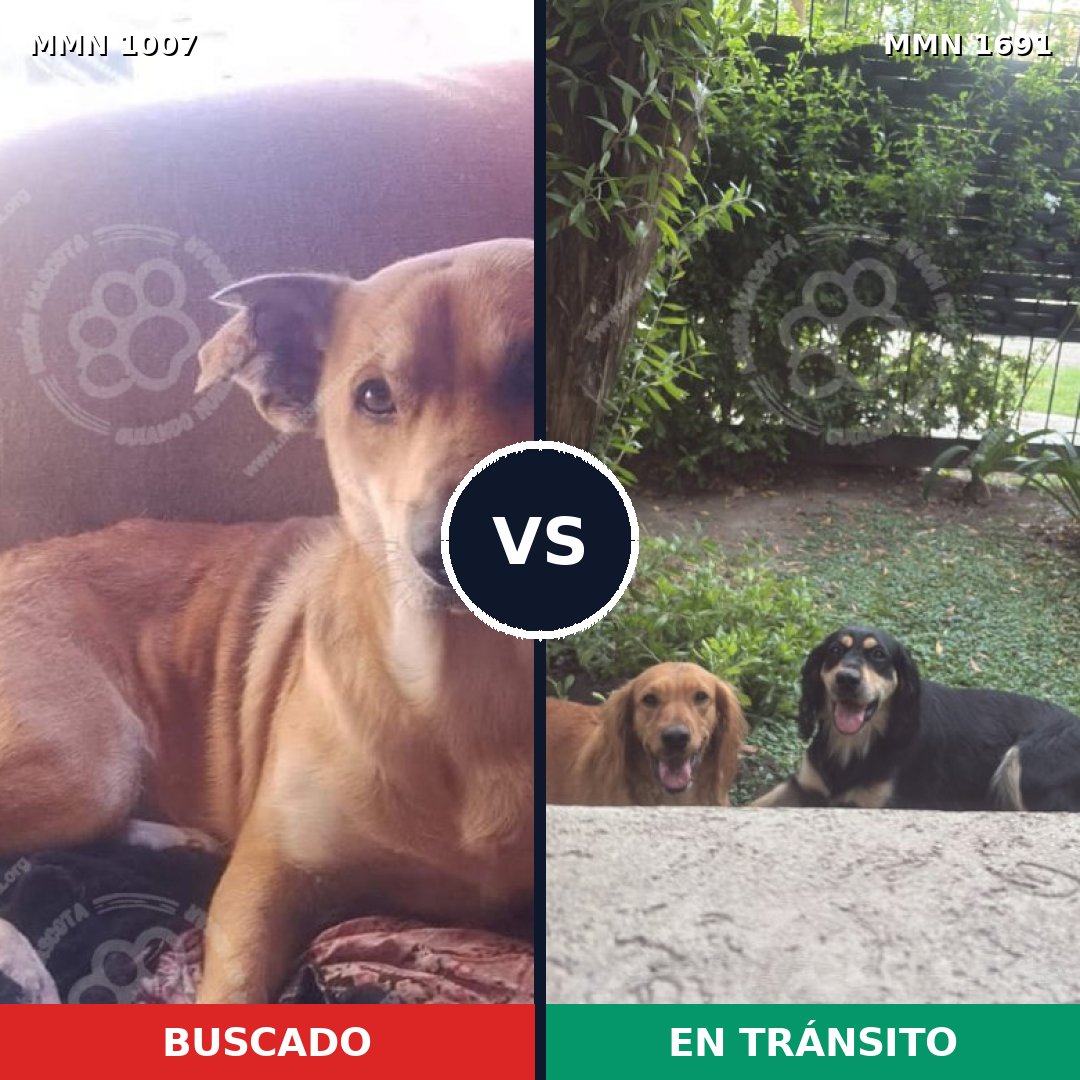 Comparativa MMS 37014: mascota perdida y mascota encontrada, 74% de similitud