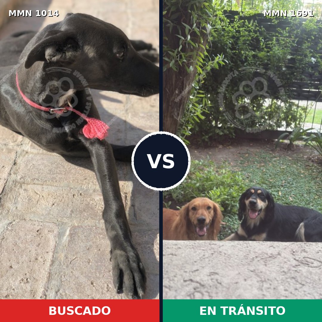 Comparativa MMS 37015: mascota perdida y mascota encontrada, 46% de similitud