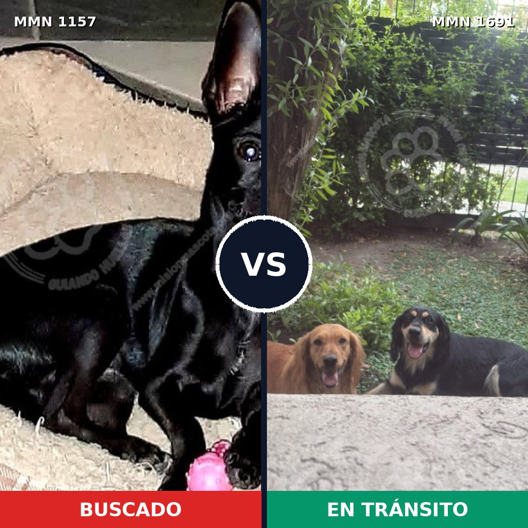 Comparativa MMS 37017: mascota perdida y mascota encontrada, 51% de similitud