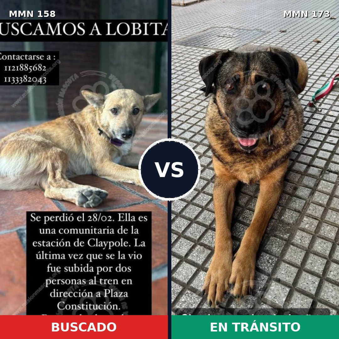 Comparativa MMS 3702: mascota perdida y mascota encontrada, 12% de similitud