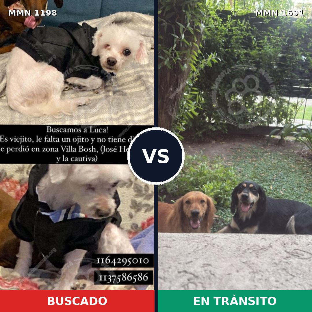 Comparativa MMS 37020: mascota perdida y mascota encontrada, 39% de similitud