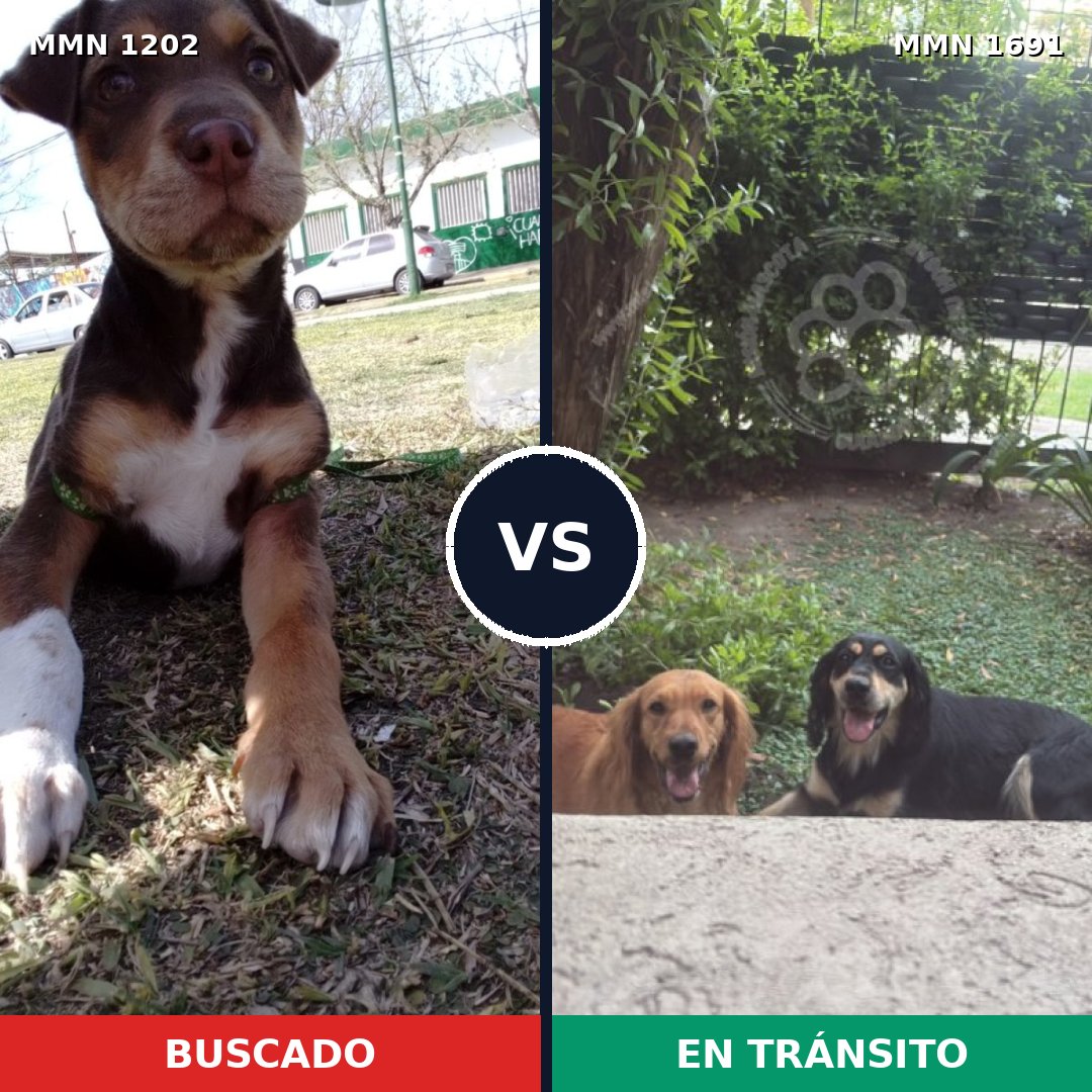 Comparativa MMS 37021: mascota perdida y mascota encontrada, 39% de similitud