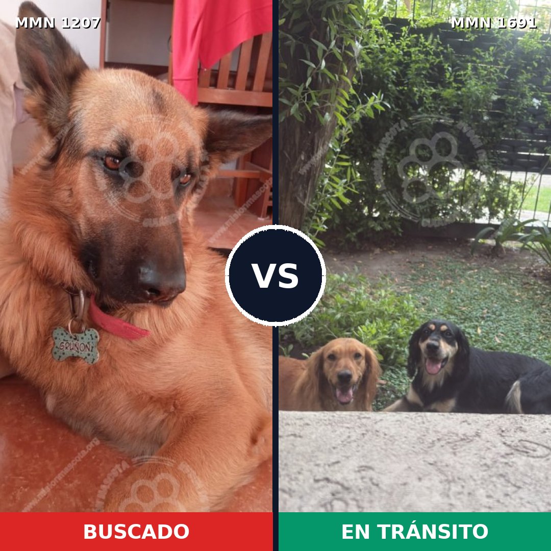 Comparativa MMS 37022: mascota perdida y mascota encontrada, 35% de similitud