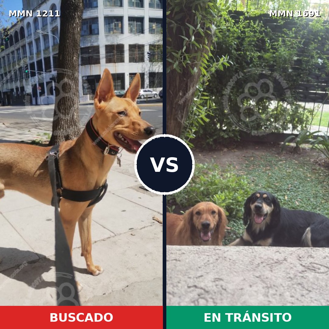 Comparativa MMS 37023: mascota perdida y mascota encontrada, 73% de similitud