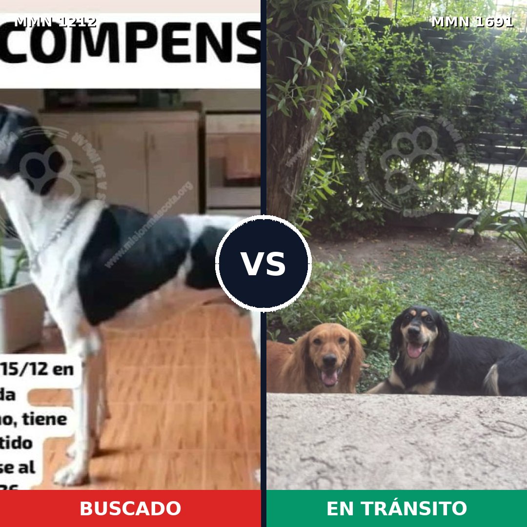 Comparativa MMS 37024: mascota perdida y mascota encontrada, 39% de similitud