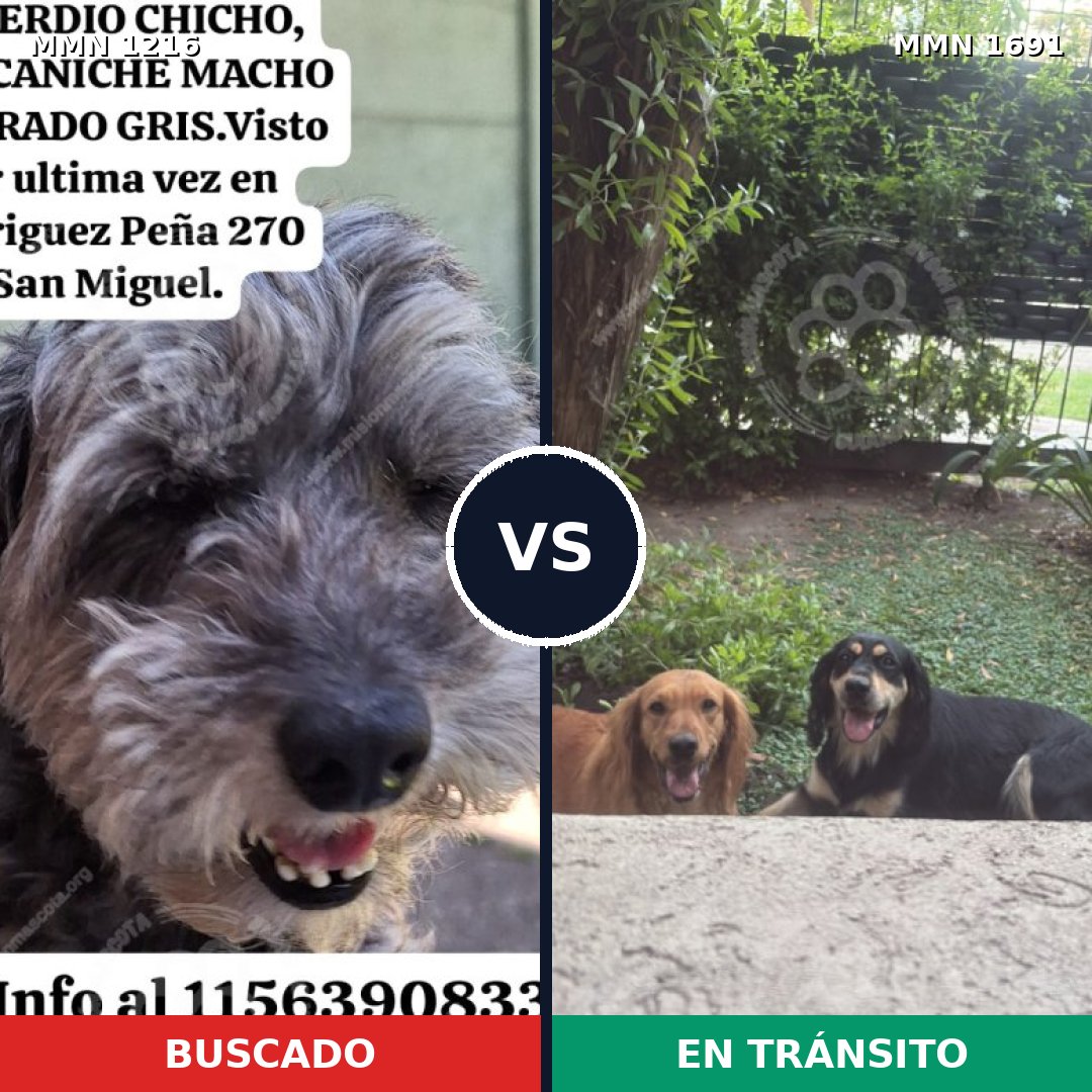 Comparativa MMS 37025: mascota perdida y mascota encontrada, 48% de similitud