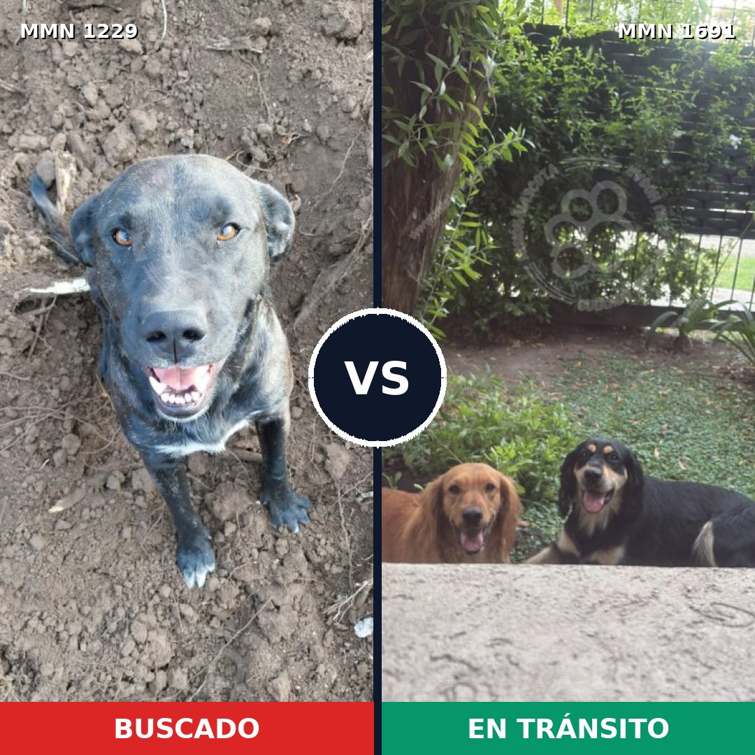 Comparativa MMS 37026: mascota perdida y mascota encontrada, 45% de similitud