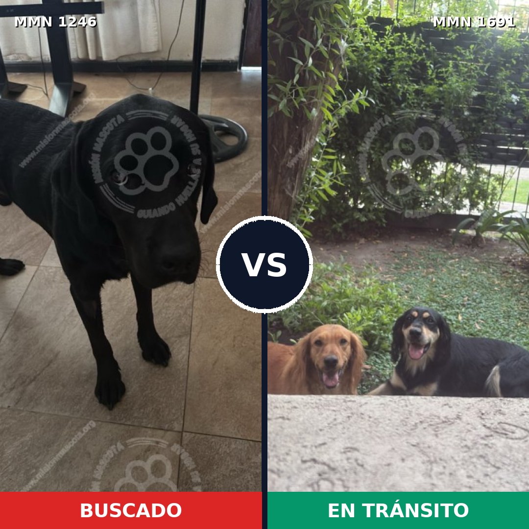 Comparativa MMS 37028: mascota perdida y mascota encontrada, 53% de similitud