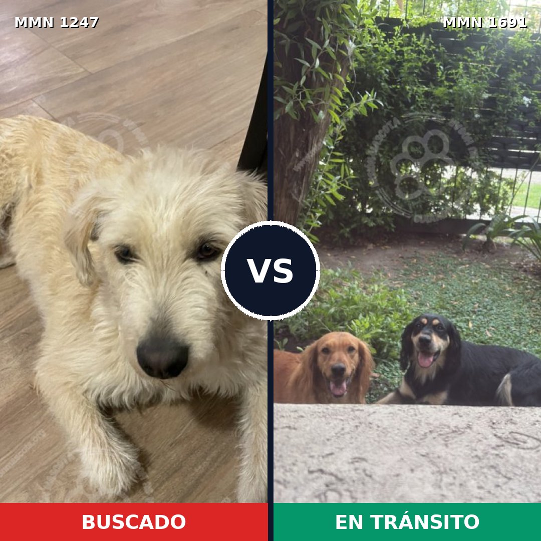 Comparativa MMS 37029: mascota perdida y mascota encontrada, 72% de similitud