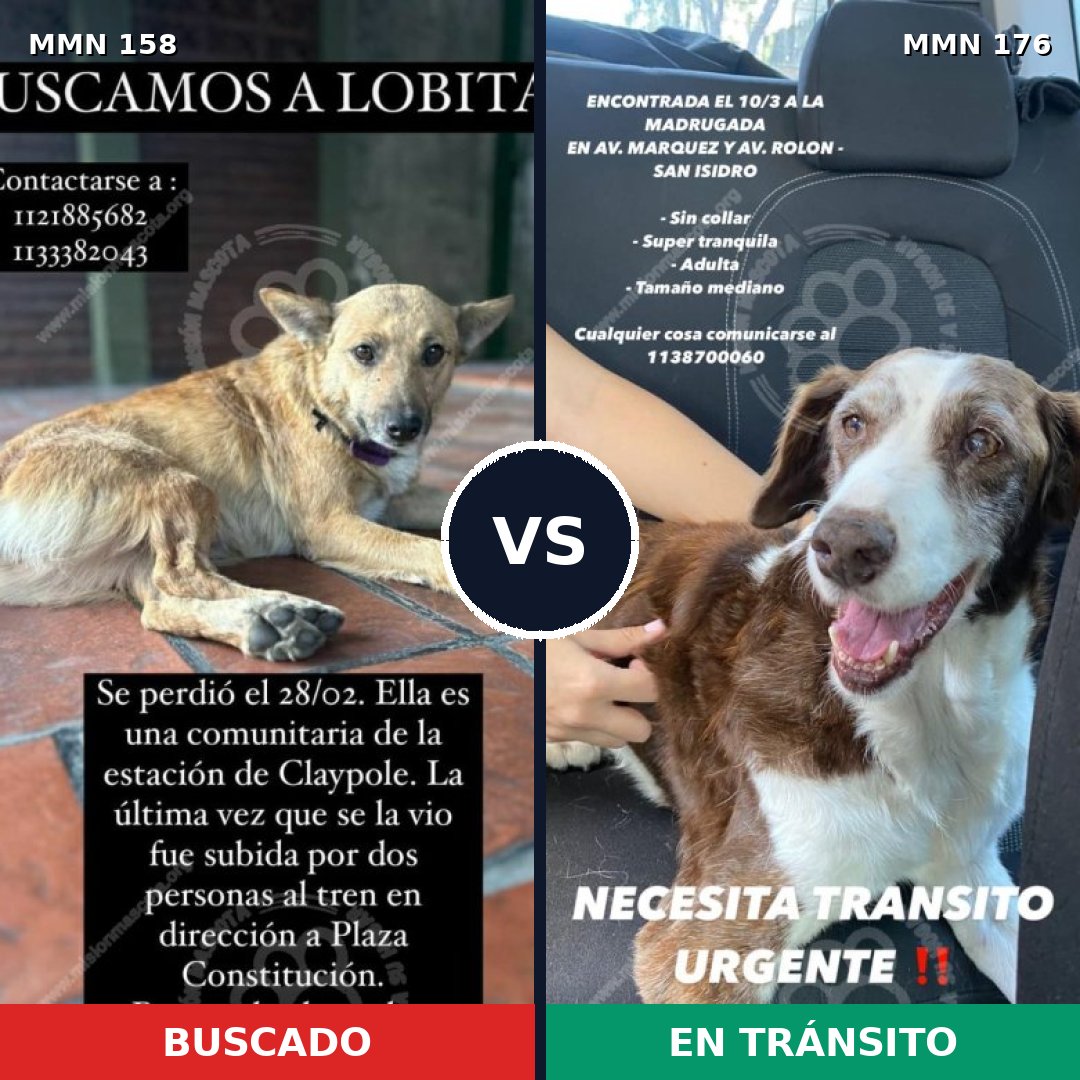 Comparativa MMS 3703: mascota perdida y mascota encontrada, 62% de similitud