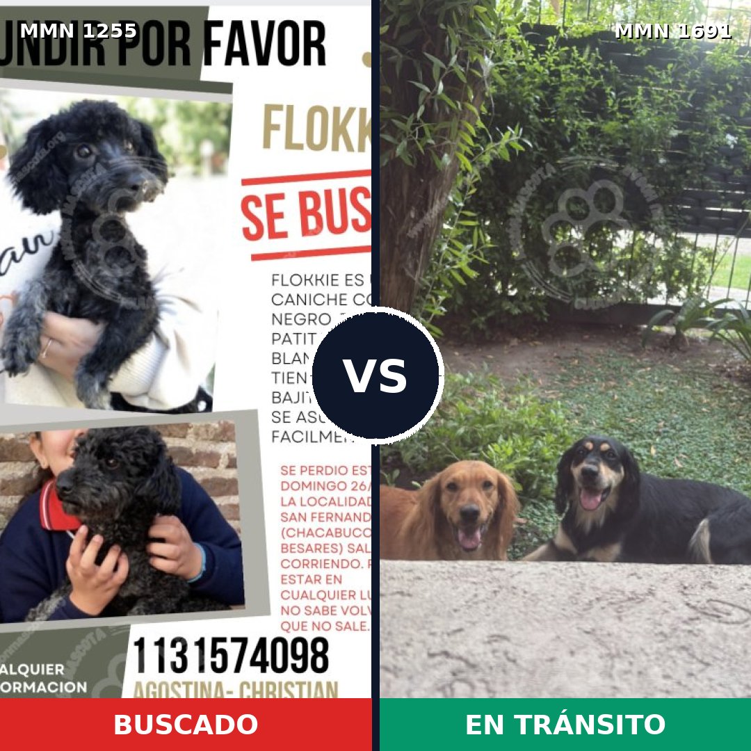 Comparativa MMS 37030: mascota perdida y mascota encontrada, 41% de similitud