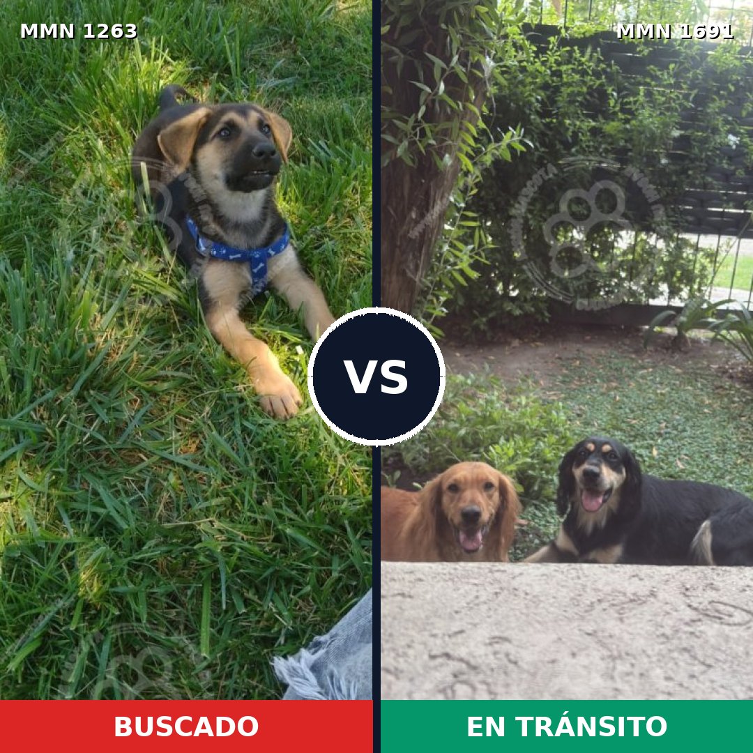 Comparativa MMS 37032: mascota perdida y mascota encontrada, 37% de similitud